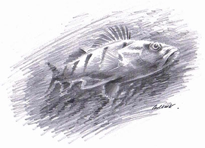 Perch drawing by Paul Cook 